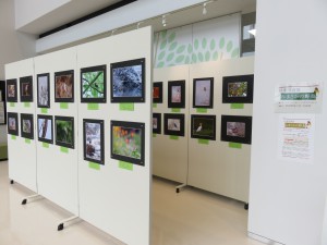 みまさかの野鳥写真展