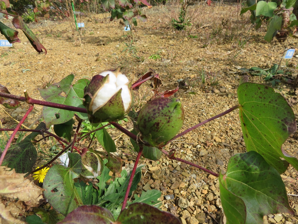 綿の実が開かない 津山圏域クリーンセンターリサイクルプラザ 公式ページ